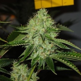 Medicine Man (Mr. Nice) regulérní