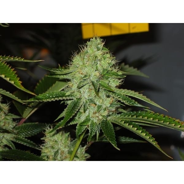 Medicine Man (Mr. Nice) regulérní