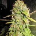 Notorious OG (Pheno Finder) feminizovaná