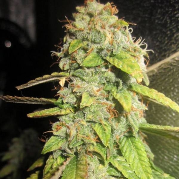 Notorious OG (Pheno Finder) feminizovaná