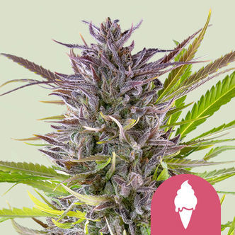 Green Gelato (Royal Queen Seeds) feminizovan&aacute;