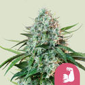 HulkBerry (Royal Queen Seeds) feminizovaná