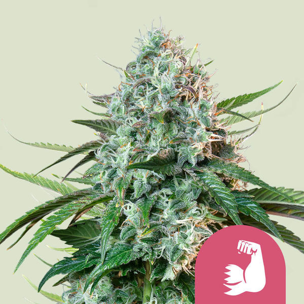 HulkBerry (Royal Queen Seeds) feminizovaná