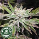 Original Glue | GG4S1 (GGStrains) Feminizovaná