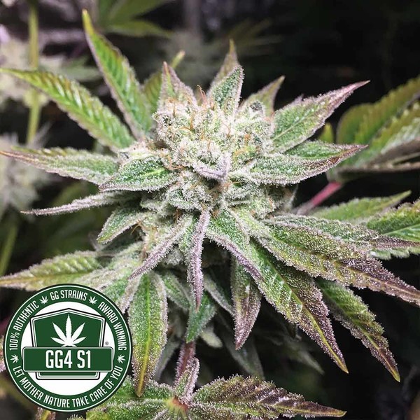 Original Glue | GG4S1 (GGStrains) Feminizovaná