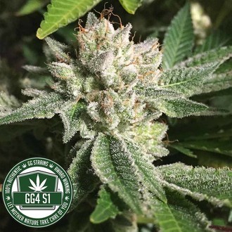 Original Glue | GG4S1 (GGStrains) Feminizovaná