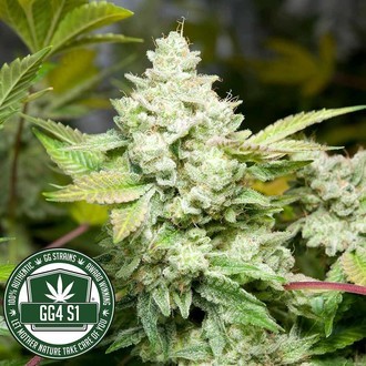 Original Glue | GG4S1 (GGStrains) Feminizovaná