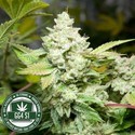 Original Glue | GG4S1 (GGStrains) Feminizovaná