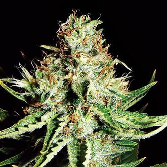 Sweet Cream Auto (Expert Seeds) feminizovan&aacute;