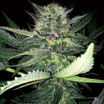 Critical Lights (Expert Seeds) feminizovan&aacute;
