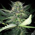 Critical Lights (Expert Seeds) feminizovaná