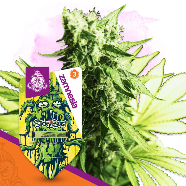 Sticky Beast (Zamnesia Seeds) feminizovaná