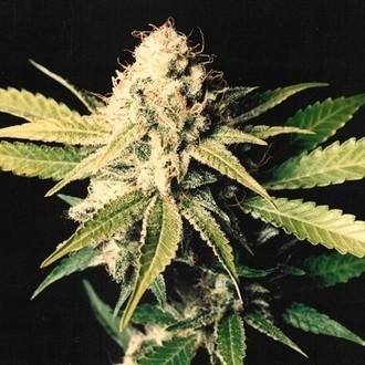 Shark Shock (Mr. Nice) regul&eacute;rn&iacute;