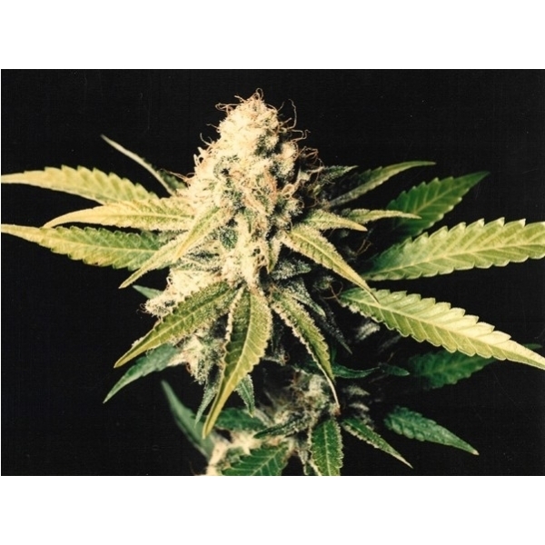 Shark Shock (Mr. Nice) regulérní