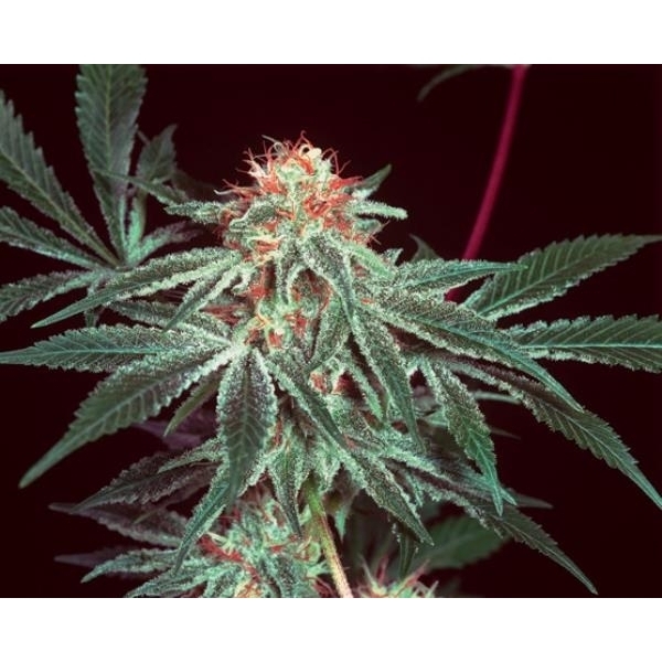 Shark Shock (Mr. Nice) regulérní