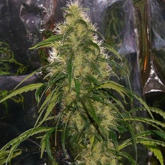 Shit (Mr. Nice) regul&eacute;rn&iacute;