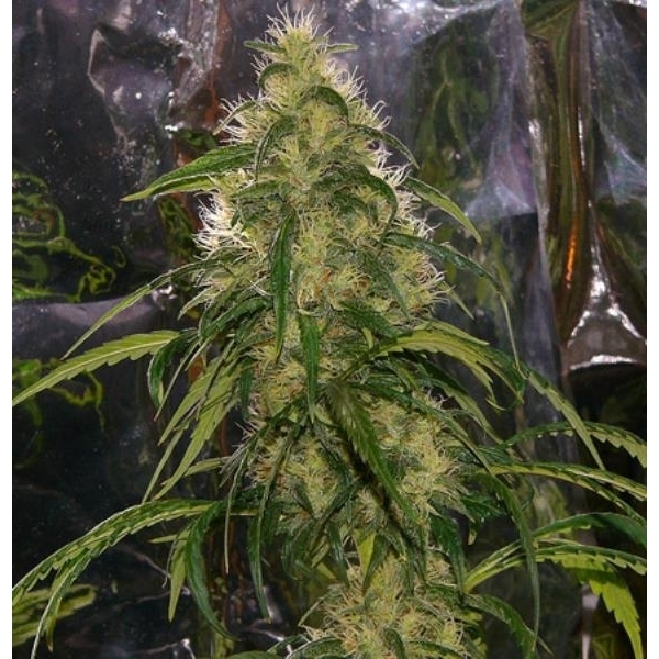 Shit (Mr. Nice) regulérní