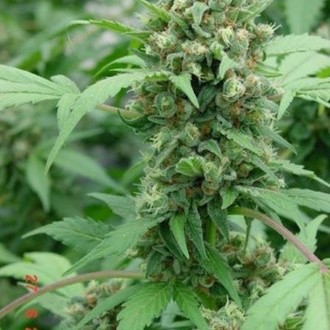 Shit (Mr. Nice) regulérní