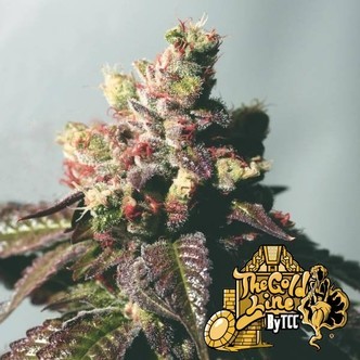 Passion Berry (Cali Connection) feminizovan&aacute;