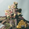 Passion Berry (Cali Connection) feminizovaná