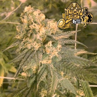 Mint Milano (Cali Connection) feminizovan&aacute;