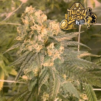 Mint Milano (Cali Connection) feminizovan&aacute;