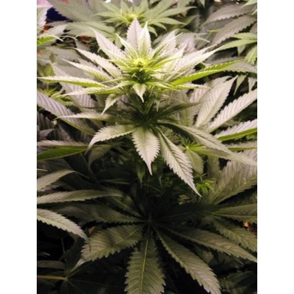 Spice (Mr. Nice) regulérní