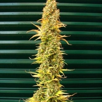 Spice (Mr. Nice) regul&eacute;rn&iacute;