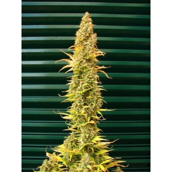 Spice (Mr. Nice) regulérní