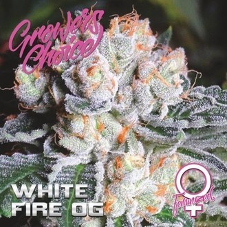 White Fire OG (Growers Choice) feminizovan&aacute;