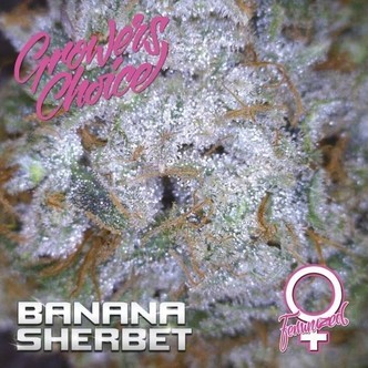 Banana Sherbet (Growers Choice) feminizovan&aacute;