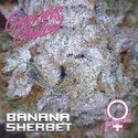 Banana Sherbet (Growers Choice) feminizovaná