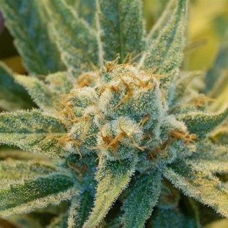 Super Silver Haze (Mr. Nice) regul&eacute;rn&iacute;