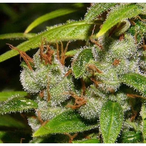 Super Silver Haze (Mr. Nice) regulérní