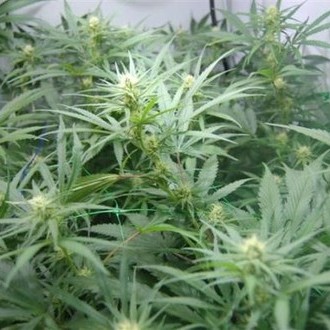 Super Silver Haze (Mr. Nice) regulérní