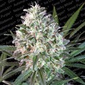 Space Cookies (Paradise Seeds) feminizovaná