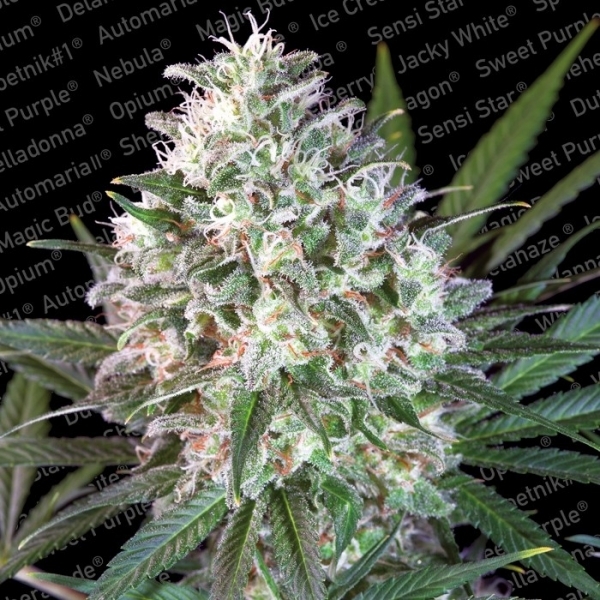 Space Cookies (Paradise Seeds) feminizovaná