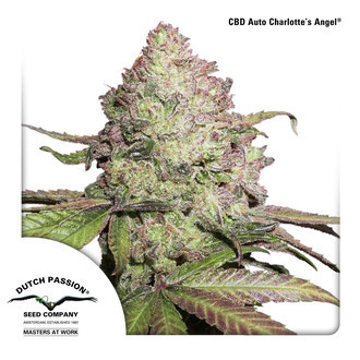 CBD Auto Charlotte's Angel (Dutch Passion) feminizovan&aacute;