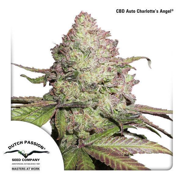 CBD Auto Charlotte's Angel (Dutch Passion) feminizovaná