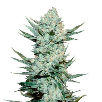 Tangie Auto (FastBuds) feminizovan&aacute;