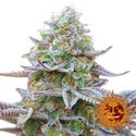 Gorilla Zkittlez (Barney's Farm) Feminizovaná