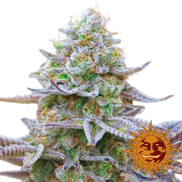 Gorilla Zkittlez (Barney's Farm) Feminizovaná