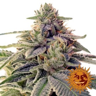 Shiskaberry (Barney's Farm) feminizovan&aacute;