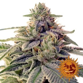 Shiskaberry (Barney's Farm) feminizovan&aacute;