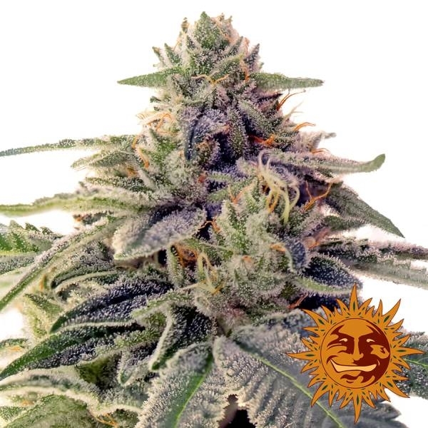 Shiskaberry (Barney's Farm) feminizovaná