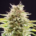 Super OG Kush (Kannabia) feminizovaná