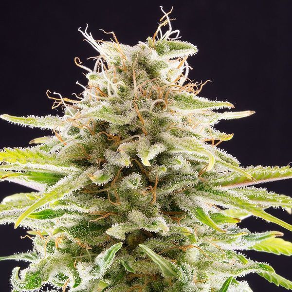 Super OG Kush (Kannabia) feminizovaná