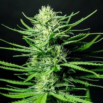 Cinderellas (Sumo Seeds) feminizovaná