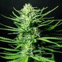 Cinderellas (Sumo Seeds) feminizovaná