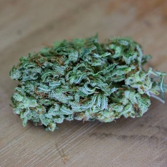 Cinderellas (Sumo Seeds) feminizovaná